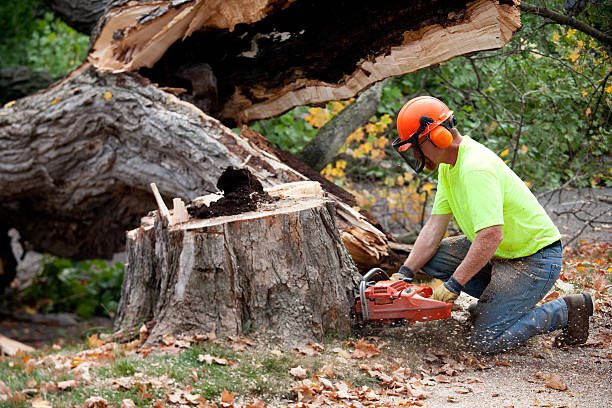 Best Tree Clearing Services  in Bloomingdale, NJ